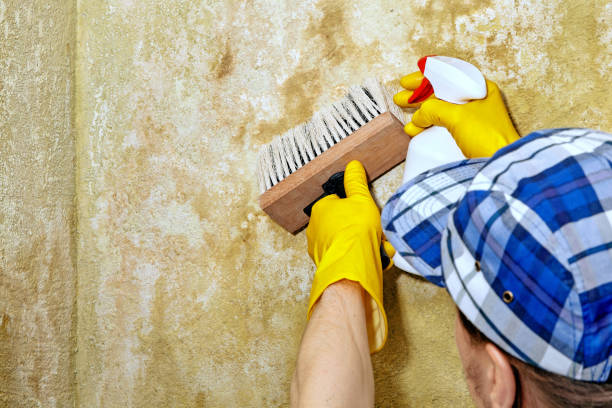 Best Mold Damage Restoration  in Norco, CA