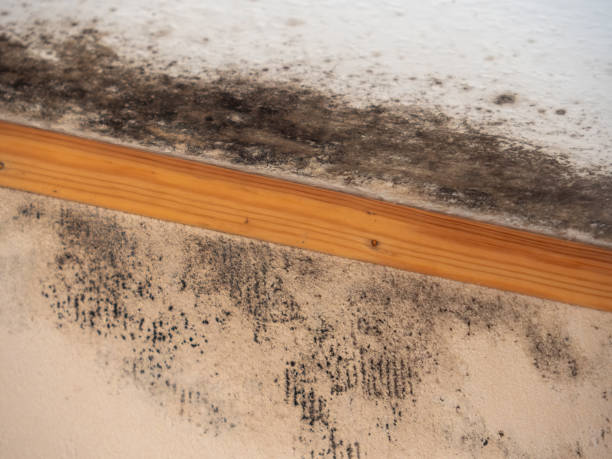 Best Comprehensive Air Testing for Mold Contaminants  in Norco, CA